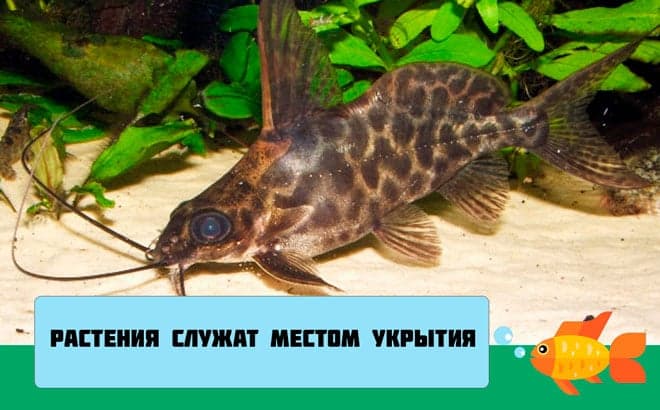 Сом синодонтис (перевертыш): совместимость с другими аквариумными рыбками, содержание, виды, размножение, фото