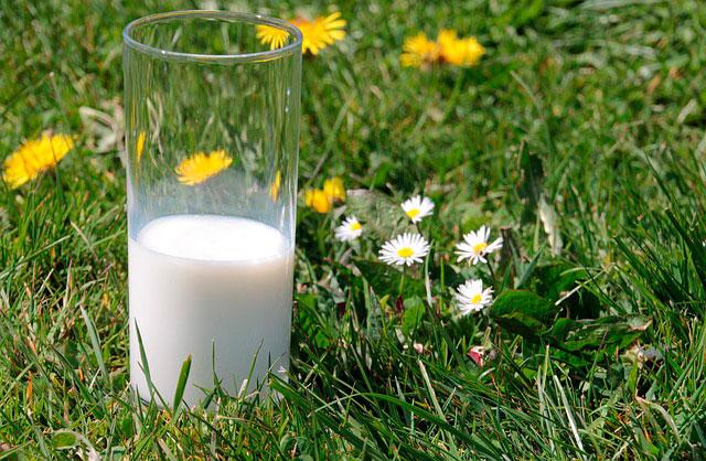 Можно ли вислоухим котятам давать молоко: польза и вред продукта в рационе животного