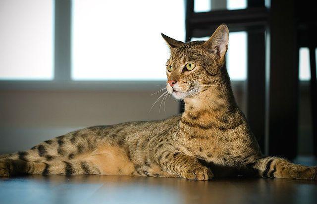 Кошка ашера - история породы, происхождение, мифы