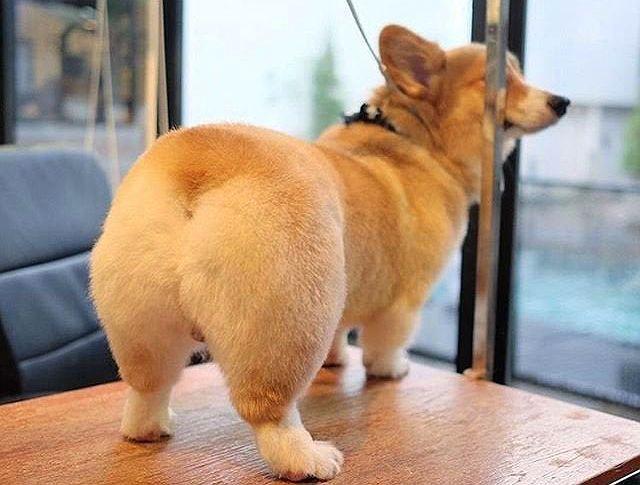 Стрижка и груминг корги