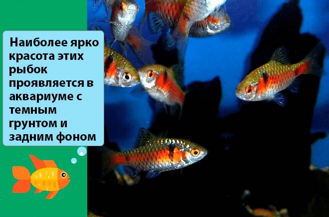 Барбус алый (тикто, одесский): содержание, разведение, совместимость, фото, размер, описание