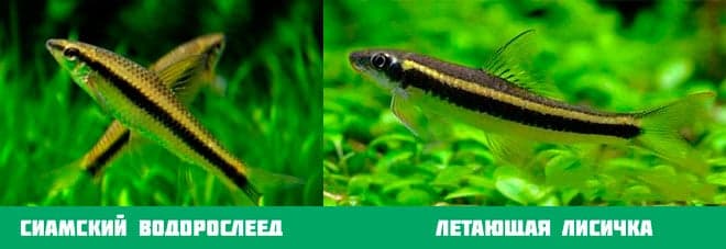 Сиамский водорослеед в аквариуме (сомик sae): содержание, разведение (размножение), путаница с рыбкой летающая лисичка, совместимость, уход, описание, продолжительность жизни, поведение, параметыр воды, грунт, растения, кормление, половые различия, болезни, отзывы, цены