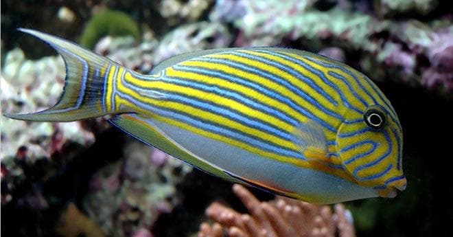Голубой хирург (рыбка paracanthurus hepatus): виды (белогрудый или leucosternon, lineatus, triostegus, японский, pyroferus), содержание, кормление, совместимость
