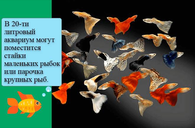 Аквариум 20 литров: сколько рыбок можно держать, оформление, кого поселить, каких рыбок, что нужно, оборудование, запуск