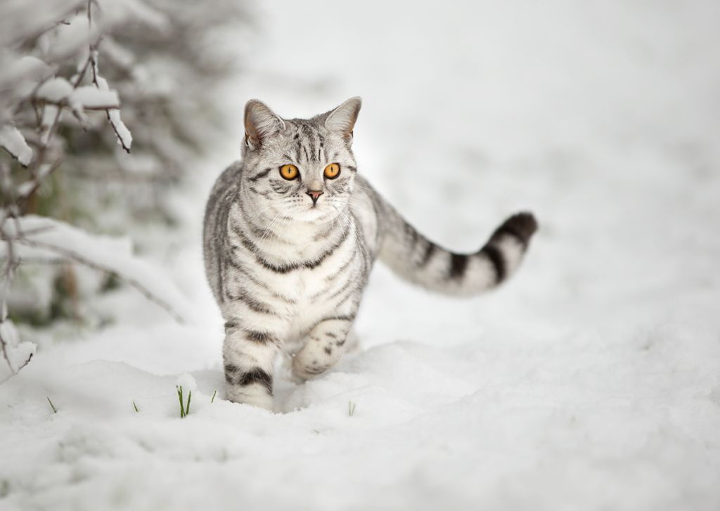 Британская короткошерстная кошка   фото, цена, описание породы, характер, особенности, стандарт,
