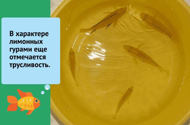 Гурами золотой (желтый, солнечный, лимонный): самка и самец, содержание, уход, кормление, совместимость