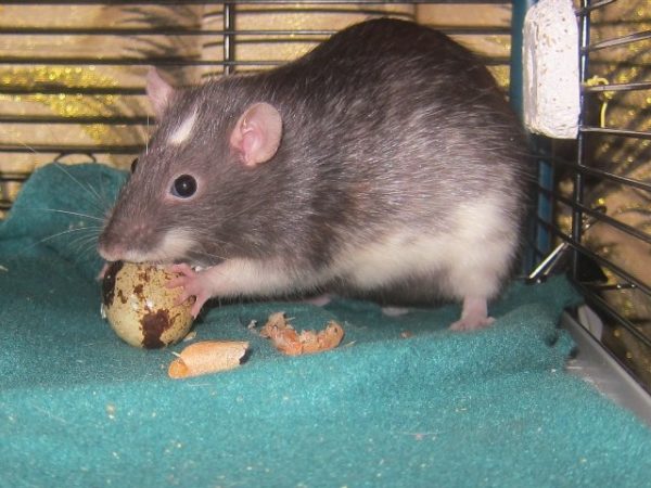 Что можно давать крысам, а что нельзя: таблица питания Что можно давать крысам, а что нельзя: таблица питания