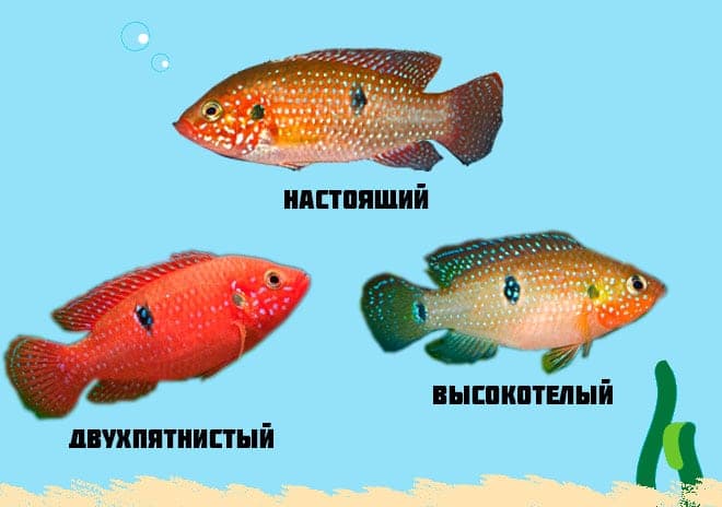 Хромис красавец: содержание, размножение (разведение), с кем уживается (совместимость аквариумной рыбки), мальки, виды (hemichromis lifalili), фото, продолжительность жизни, описание, поведение, характер, требования к воде, аквариуму, растениям, грунту, освещению, отличия самца от самки, нерест, болезни, цена, отзывы, мальки, личинки, советы, кормление
