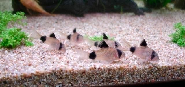 Коридорас панда (сом corydoras panda): содержание, уход, размножение аквариумной рыбки, разведение, фото, продолжительность жизни, совместимость