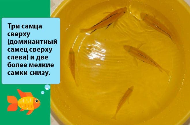 Лабидохромис еллоу (желтая цихлида с черными полосками, аквариумная рыбка колибри, labidochromis caeruleus yellow): содержание, совместимость с другими рыбками, размножение (разведение), как отличить самца от самки, мальки, нерест, фото, видео