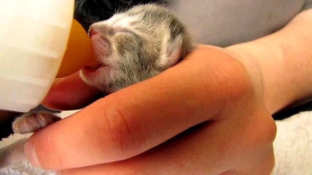 Шотландская вислоухая кошка – уход и кормление в домашних условиях