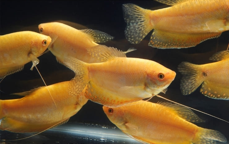 Гурами золотой: история вида, дикие сородичи, описание и требования к содержанию Гурами золотой: история вида, дикие сородичи, описание и требования к содержанию