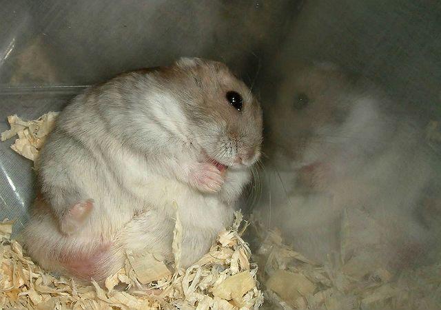 Почему хомяк падает на спину: физиологические и патологические причины состояния