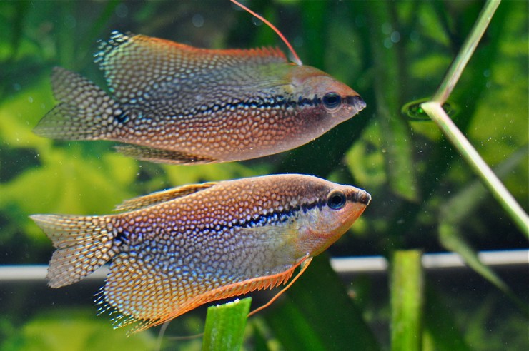 Совместимость гурами с другими аквариумными рыбами: с кем можно содержать, нежелательные соседи Совместимость гурами с другими аквариумными рыбами: с кем можно содержать, нежелательные соседи