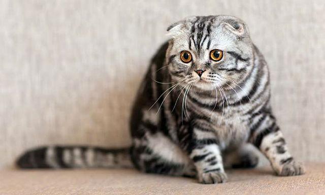 Вислоухий британец – описание породы и характер кота