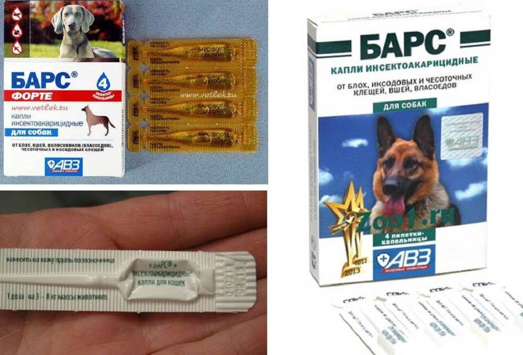 6 типов лучших средств от блох для собак: спреи, капли, ошейники, шампуни, таблетки, народные средства