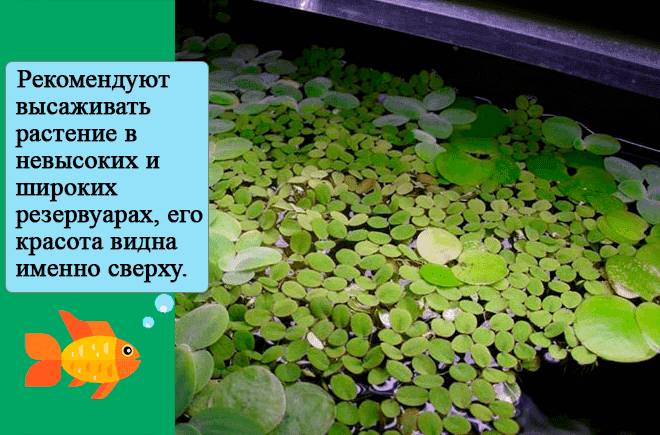 Сальвиния (папоротник): виды (плавающая, ушастая, спруса, гигантская), содержание, уход, размножение, параметры воды, питание, обрезка