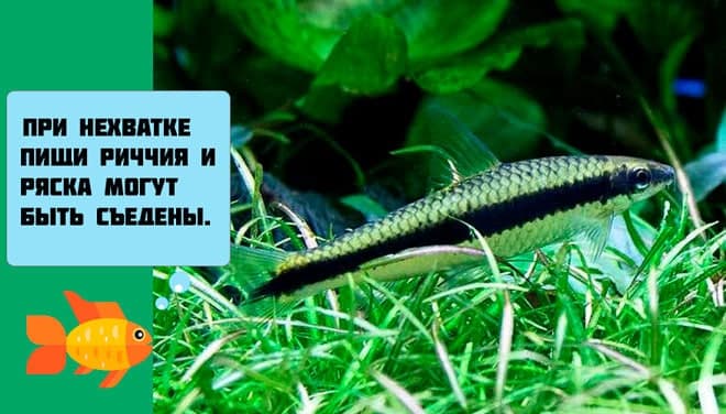 Сиамский водорослеед в аквариуме (сомик sae): содержание, разведение (размножение), путаница с рыбкой летающая лисичка, совместимость, уход, описание, продолжительность жизни, поведение, параметыр воды, грунт, растения, кормление, половые различия, болезни, отзывы, цены
