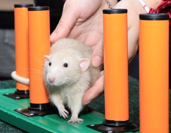 Как дрессировать крысу в домашних условиях: воспитание и приучение к командам
