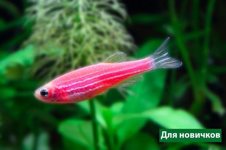 Аквариумные рыбки: названия самых популярных комнатных видов по алфавиту для аквариума, каталог, описание для новичков