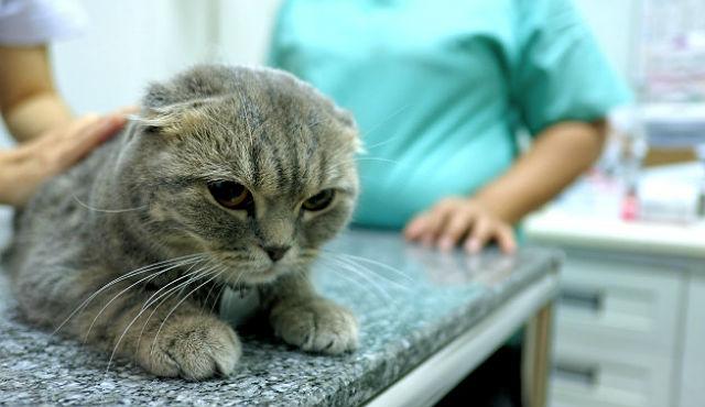 Кастрация кота шотландского вислоухого, стерилизация самок – в каком возрасте можно сделать операцию