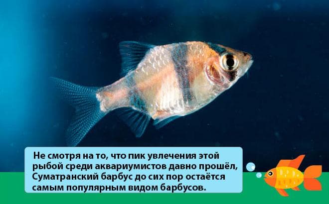 Барбус суматранский: размножение, содержание, совместимость с другими рыбками, разведение, нерест, болезни, уход, сколько живут