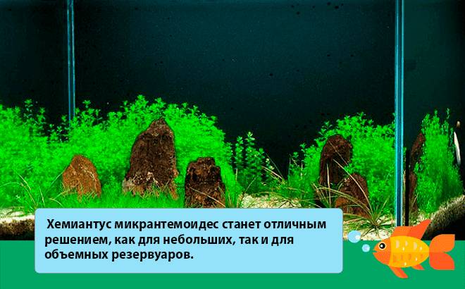 Хемиантус микрантемоидес: содержание в аквариуме, уход, виды, обрезка, аквадизайн, размножение, совместимость