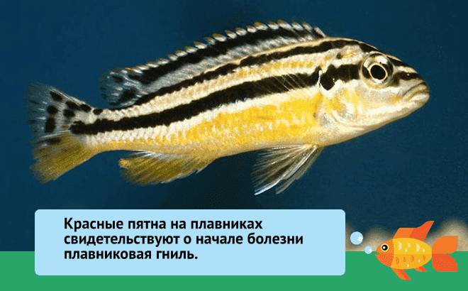 Болезни гурами: симптомы, плавниковая гниль, дерутся между собой, потемнела, слезает чешуя, плавает на поверхности, белая слизь, лежит или сидит на дне, вздутие живота, красные пятна, лечение