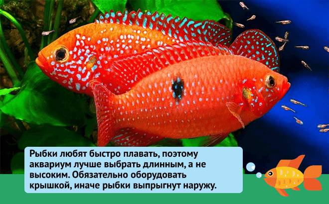 Моллинезия желтая (золотая, черно-золотая, лирохвостная): размножение, беременная самка, содержание, уход, совместимость, отзывы, продолжительность жизни, фото