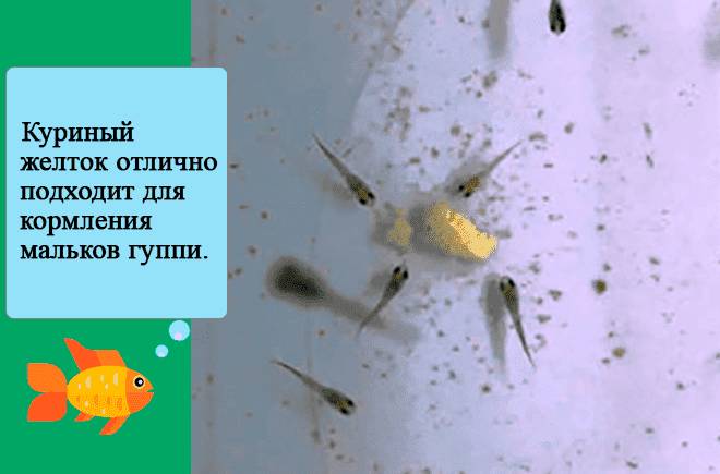 Чем кормить гуппи в аквариуме в домашних условиях: сколько раз в день, как часто, живой корм, новорожденных, если нет корма, переедание