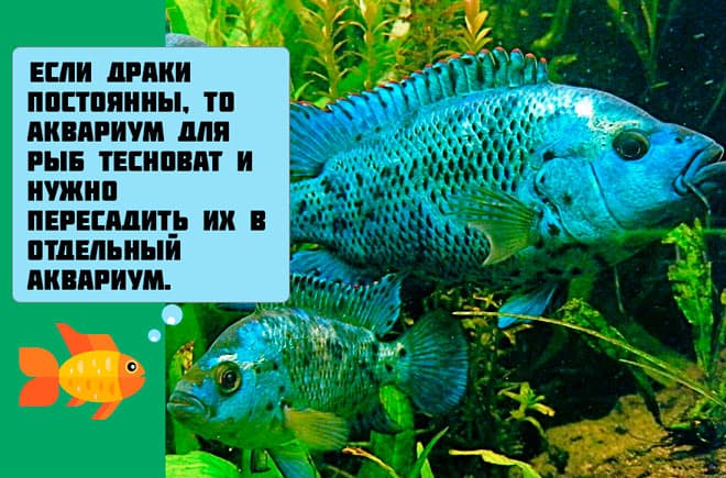 Блю демпси (рыбка цихлазома): содержание, совместимость цихлиды с другими рыбами, фото, уход, размножение (разведение), половые различия, кормление, болезни, отзывы