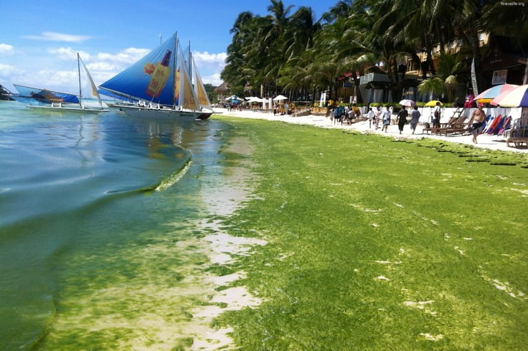 Хламидомонада: где обитает зеленая водоросль и чем питается, способ размножения Хламидомонада: где обитает зеленая водоросль и чем питается, способ размножения