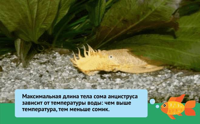 Анциструс золотой (альбинос, аквариумный желтый сом, белый): содержание, совместимость, размножение, фото, отзывы, аквариум, продолжительность жизни