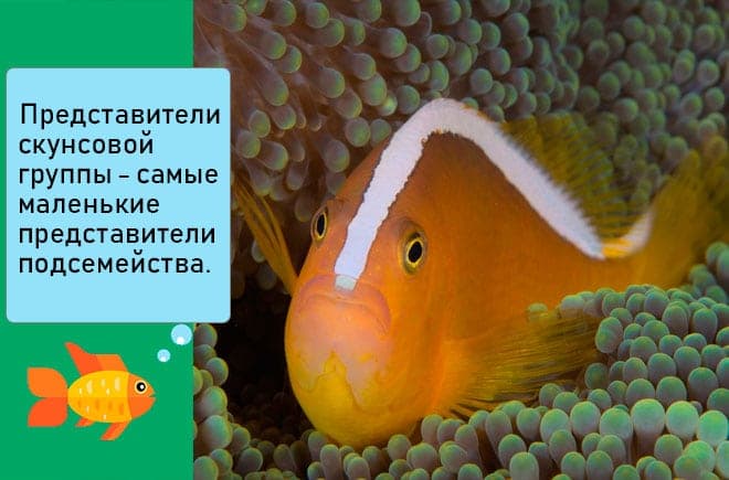 Рыба клоун в аквариуме (amphiprion percula, перкула): где живет, содержание в аквариуме, фото