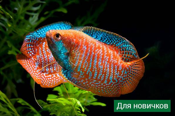 Аквариумные рыбки: названия самых популярных комнатных видов по алфавиту для аквариума, каталог, описание для новичков
