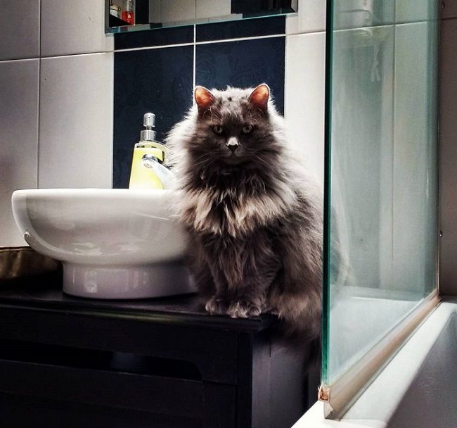 Лучшие шампуни для кошек: виды, цены, отзывы - Муркотэ