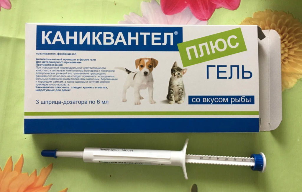 Каниквантел плюс для собак: инструкция по применению и аналоги Каниквантел плюс для собак: инструкция по применению и аналоги