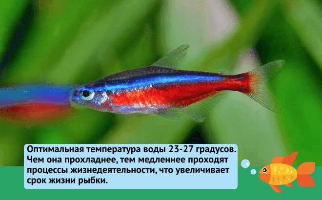 Рыбка красный неон (paracheirodon axelrodi): содержание, разведение, фото, кормление, поведение, отличия самца от самки