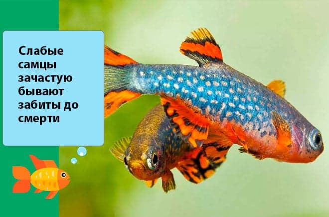 Микрорасбора галактика (расбора, danio margaritatus): содержание, разведение рыбки, совместимость, размножение, фото