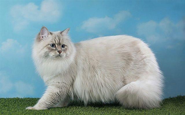 Невская маскарадная кошка: описание породы, достоинства и недостатки