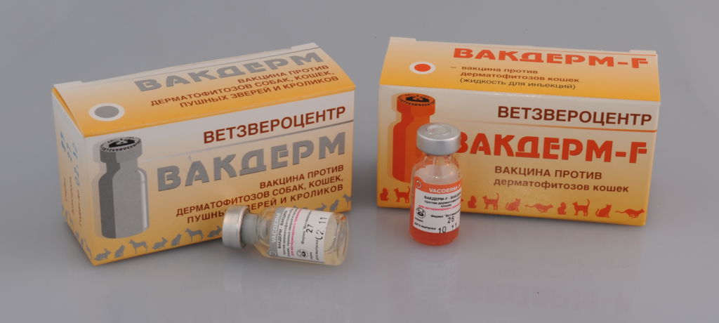 4 вида лишая у собак: как распознать и чем мазать, вакцины и прививки, как выглядит