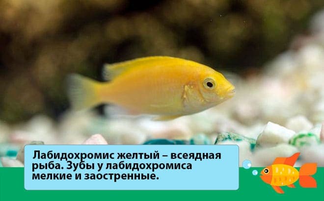 Лабидохромис еллоу (желтая цихлида с черными полосками, аквариумная рыбка колибри, labidochromis caeruleus yellow): содержание, совместимость с другими рыбками, размножение (разведение), как отличить самца от самки, мальки, нерест, фото, видео