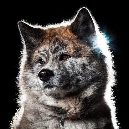 Американская акита: все о собаке, фото, описание породы, характер, цена Американская акита: все о собаке, фото, описание породы, характер, цена