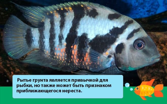 Цихлазома чернополосая (полосатая цихлида, зебра): совместимость с другими рыбкам, содержание, размножение (разведение), мальки, фото