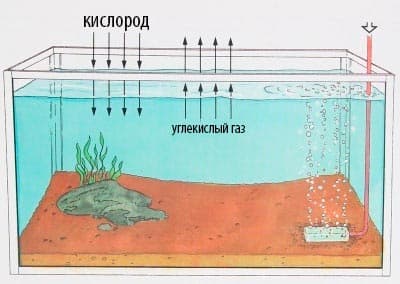 Аэрация в аквариуме (кислород, воздух): что такое и для чего нужен, подача воздуха для рыбок, своими руками (как сделать), нужна ли, способы (растения, улитки, компрессоры, распылители, фильтр, помпа, шланг, распылитель), без электричества (перекись водорода, таблетки, оксидаторы, озонирование), норма содержания, избыток