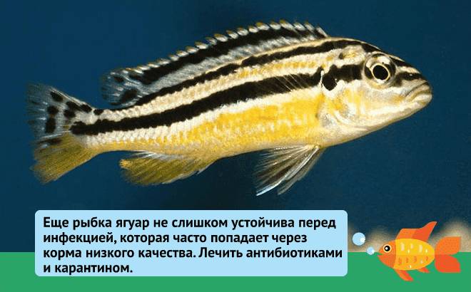 Манагуанская цихлазома (цихлида ягуар): содержание рыбки, уход, кормление, совместимость, размножение, болезни