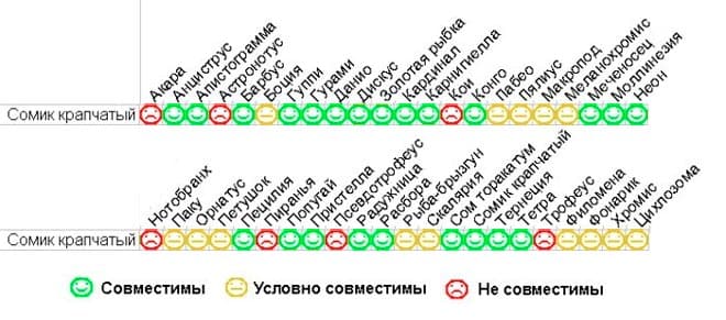 Крапчатый сомик (коридорас, пятнистый сом): содержание и уход за аквариумной рыбкой, чем кормить, отличия самки от самца, как определить пол, размножение (разведение, нерест), болезни, фото, совместимость с другими рыбами, виды, продолжительность жизни, температура воды, кислотность, жесткость, растения, икра, отзывы, цены