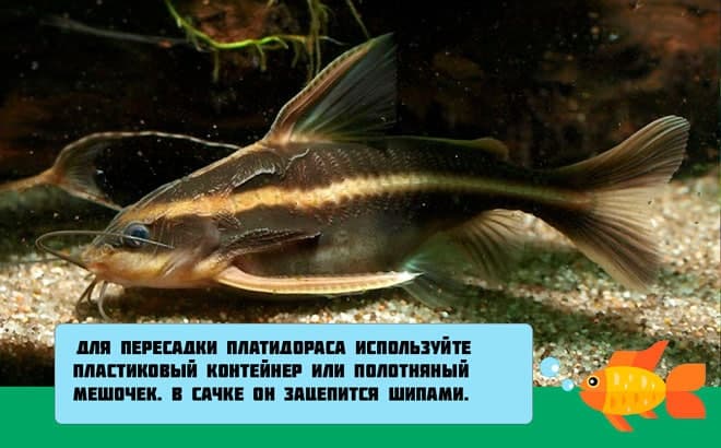 Платидорас полосатый (поющий сом): содержание, уход, размножение, совместимость, фото, кормление, половые различия, болезни, отзывы, цена