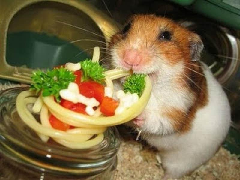 Что едят хомяки в домашних условиях: список продуктов которые можно и нельзя давать кушать Что едят хомяки в домашних условиях: список продуктов которые можно и нельзя давать кушать