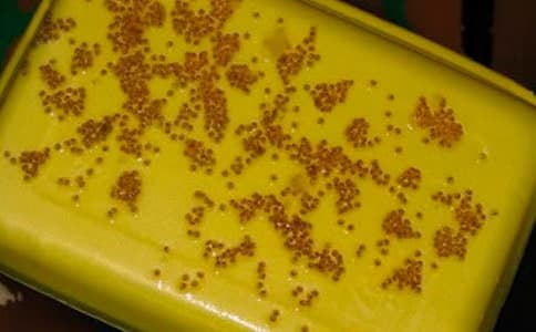 Таракатум содержание и уход за сомом: отличие самца и самки рыбки, размножение (разведение) в домашних условиях, нерест, совместимость, описание, фото